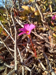 Oxalis leptogramma