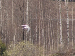 Sterna hirundo