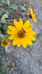 Fazia