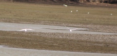 Sterna hirundo