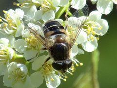 Eristalis obscura