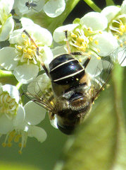 Eristalis obscura