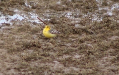 Motacilla citreola