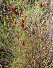 Hypodiscus alboaristatus