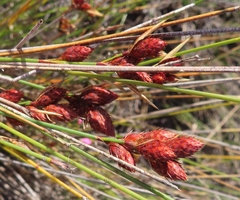 Hypodiscus alboaristatus