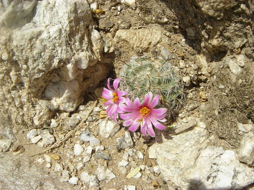 Graham's nipple cactus