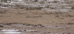 Charadrius dubius