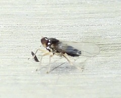 Pissonotus piceus