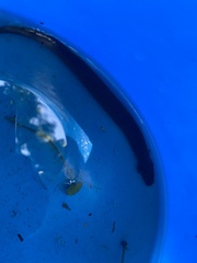 Siren lacertina