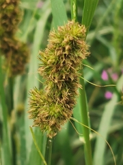 Carex vulpina