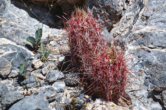 Thelocactus bicolor