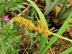 Carex vulpina