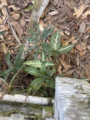 Syngonium angustatum
