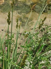 Carex vulpina