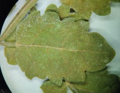 Bursera littoralis