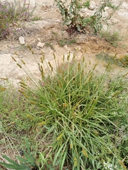 Carex vulpina
