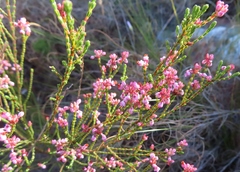 Erica articularis