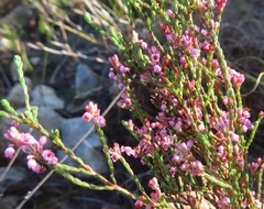 Erica articularis