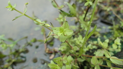 Lindernia dubia anagallidea