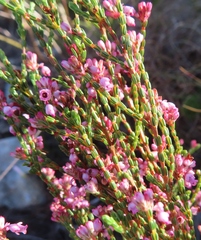 Erica articularis