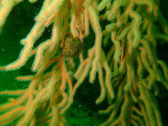 Gynandrocarpa placenta