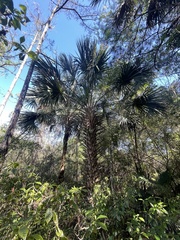 Sabal palmetto