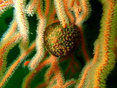 Gynandrocarpa placenta