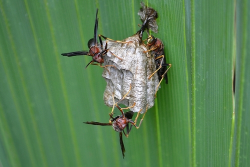 Metric Paper Wasp, photo 5 of 10