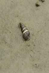 Batillaria attramentaria