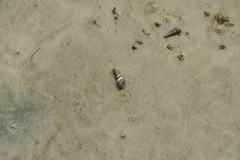 Batillaria attramentaria