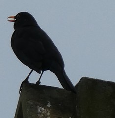 Turdus merula