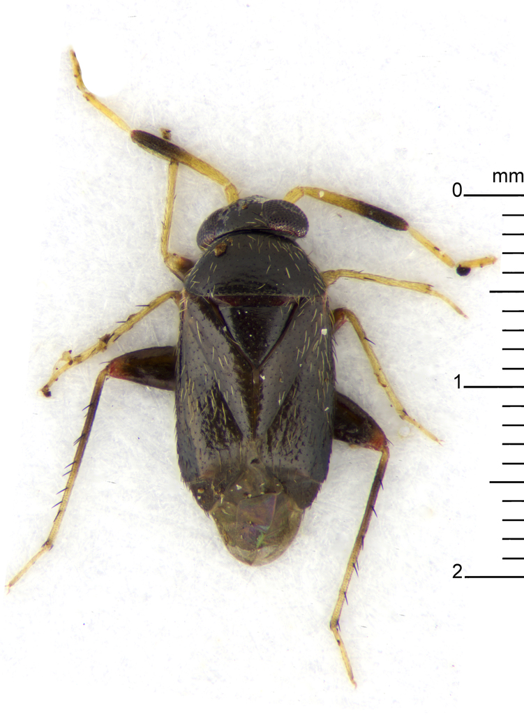 Sejanus funerellus
