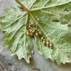 Harrisina metallica