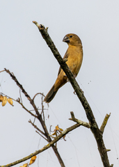 Sporophila crassirostris