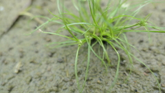 Juncus prismatocarpus leschenaultii