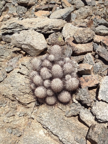 Graham's nipple cactus