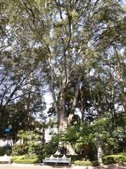 Ficus retusa