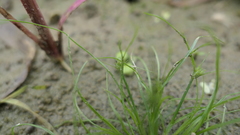 Juncus prismatocarpus leschenaultii