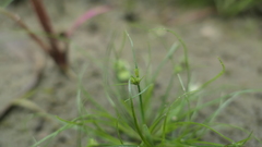 Juncus prismatocarpus leschenaultii