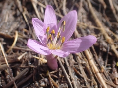 Colchicum figlalii