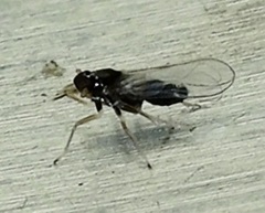 Pissonotus piceus