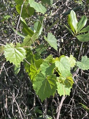 Vitis rotundifolia