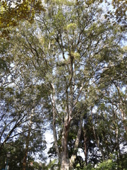 Ficus retusa