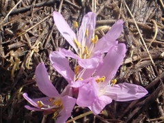 Colchicum figlalii