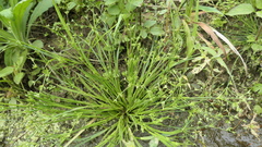 Juncus prismatocarpus leschenaultii