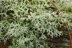 Cladonia subpungens