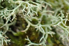Cladonia subpungens
