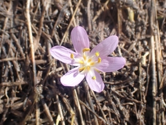 Colchicum figlalii