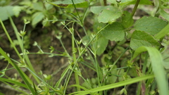 Juncus prismatocarpus leschenaultii