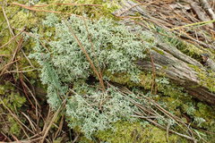 Cladonia subpungens